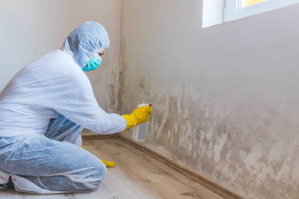 Licensed Mold Remediation service in Erie, IL - Car Mold Remediation